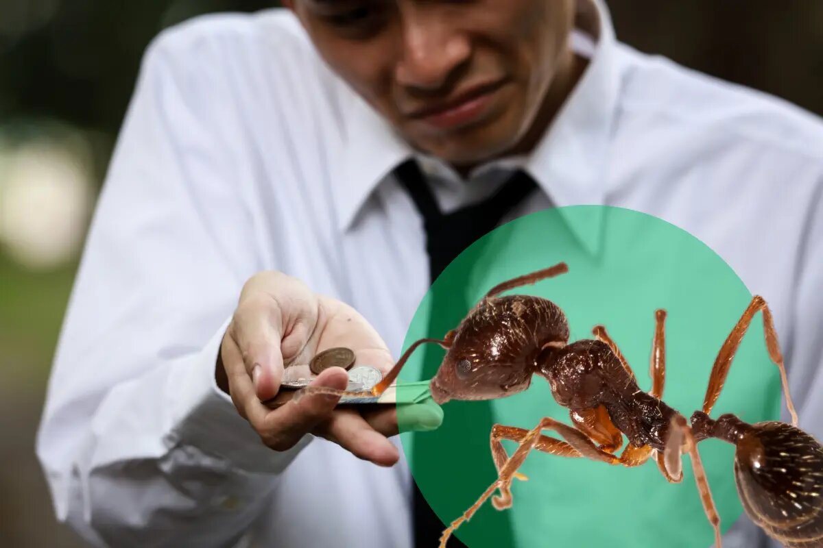 Cómo Identificar y Rastrear tus Gastos Hormiga